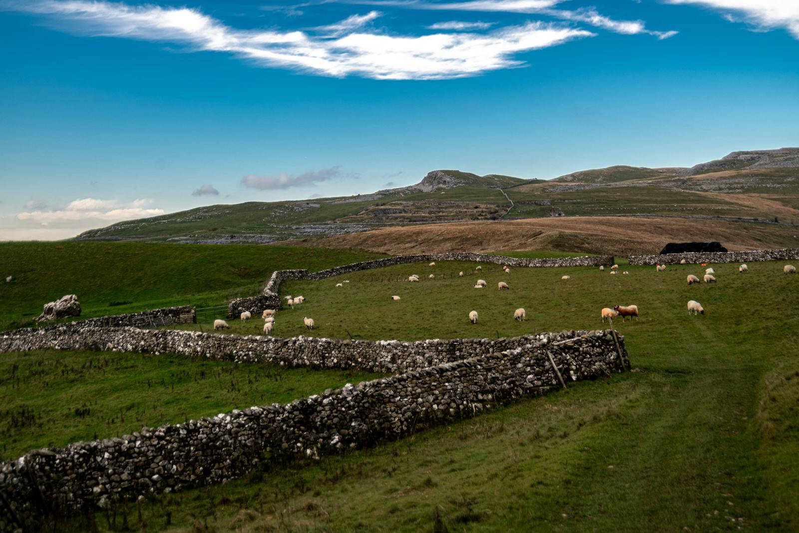 Sheep grazing between dry-stone walls below a fell